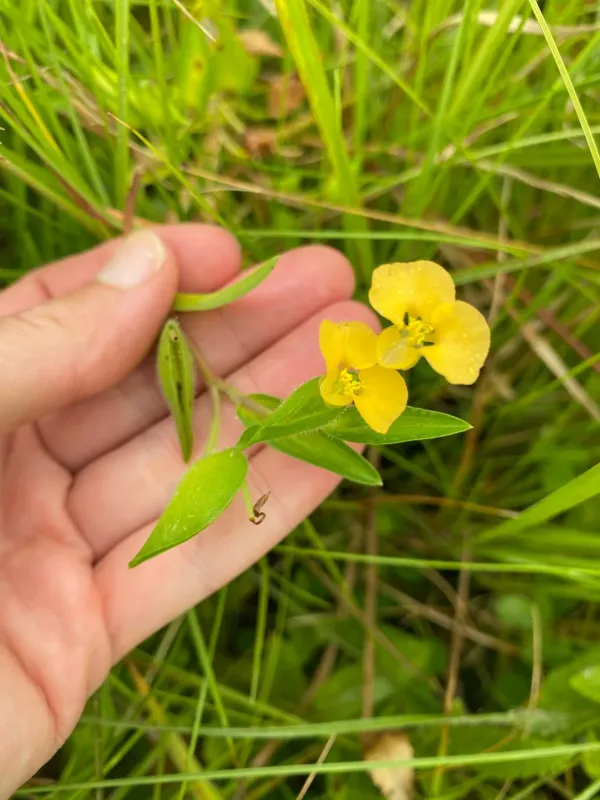 Commelina africana