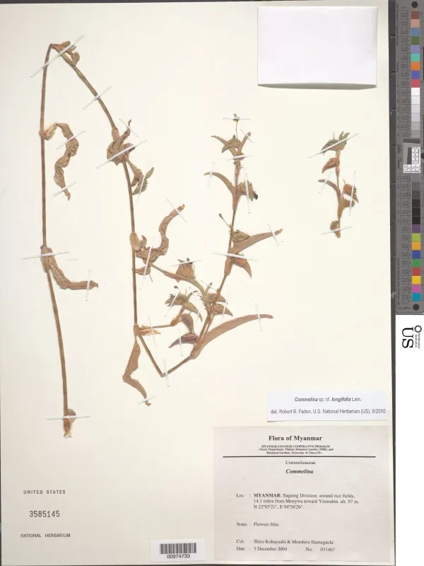 Commelina longifolia