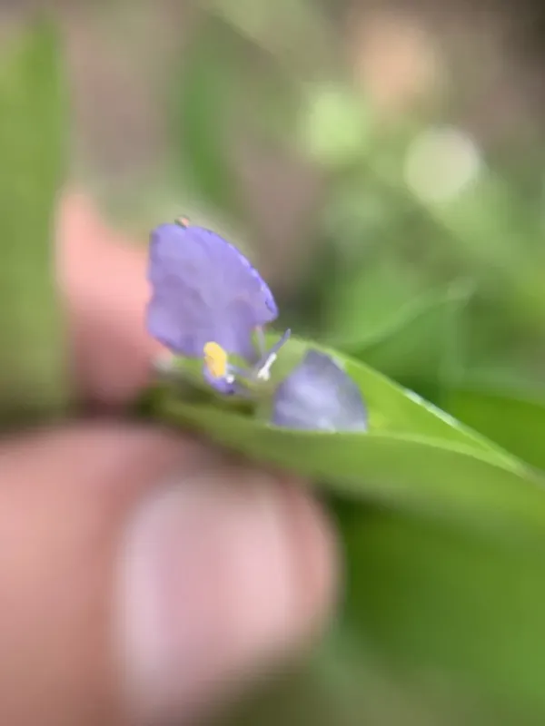 Commelina pallida