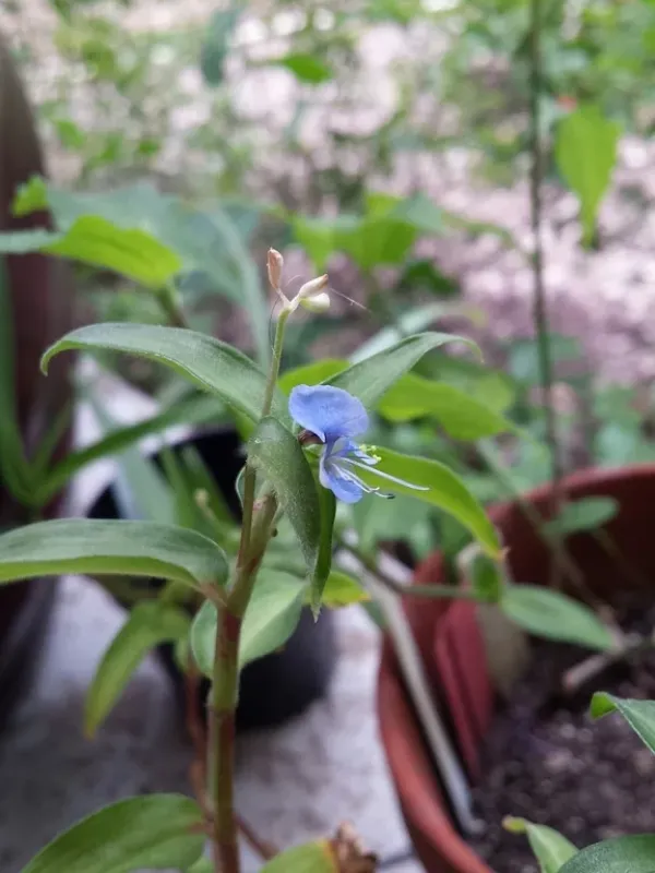 Commelina sikkimensis