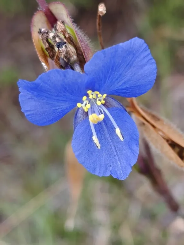 Commelina tuberosa