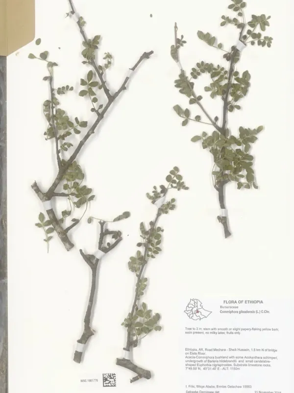 Commiphora gileadensis