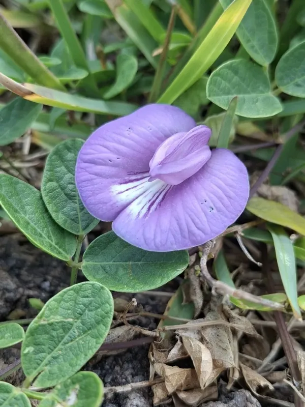 Centrosema virginianum