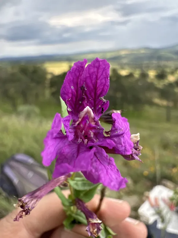 Куфея равнолепестная