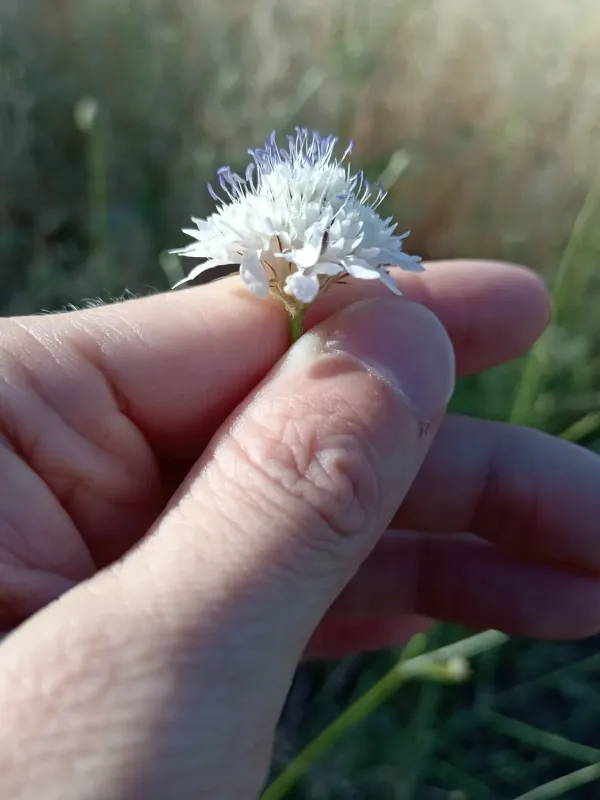 Cephalaria transsylvanica