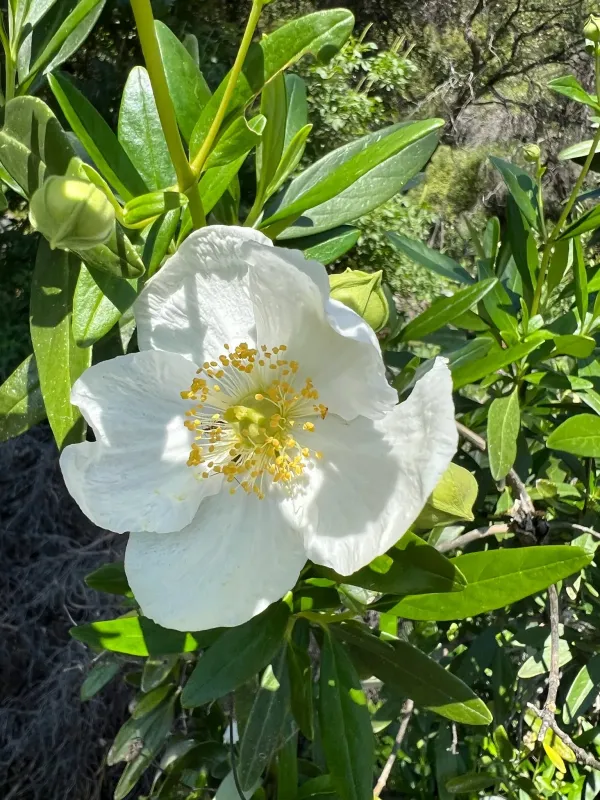 Bush anemone