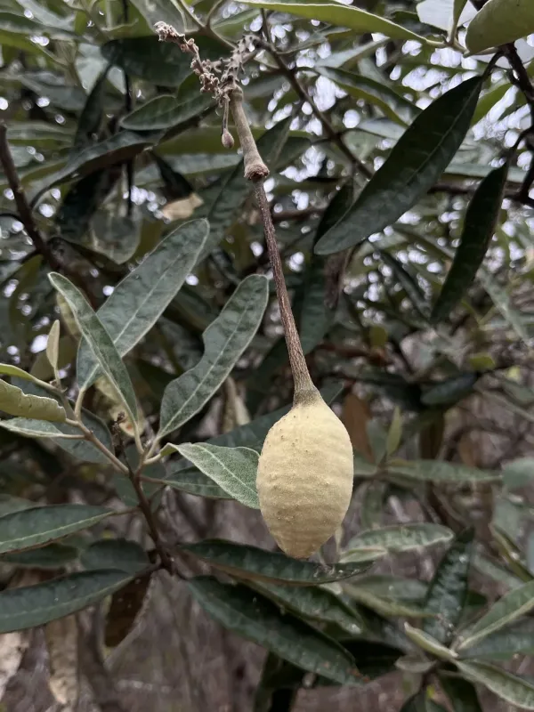 Capparis scabrida