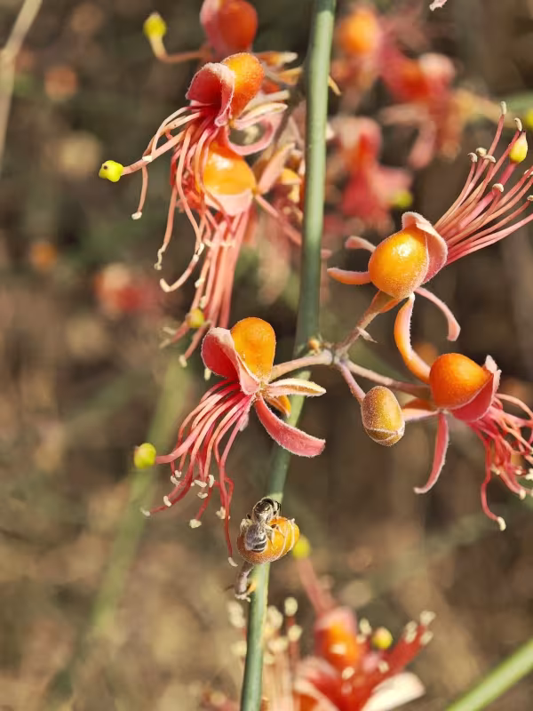Caper bush