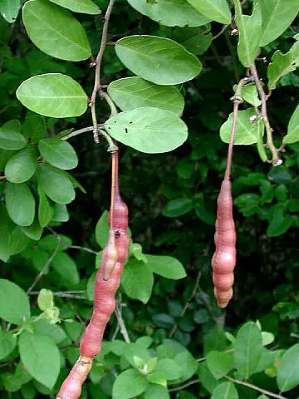 Capparis flexuosa