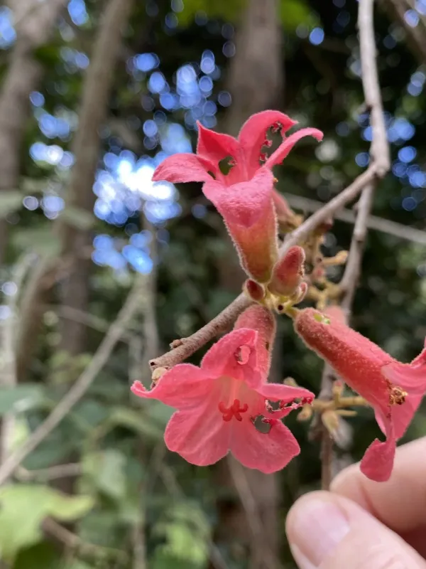 Brachychiton bidwillii hybrid