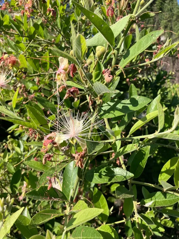 Caper bush