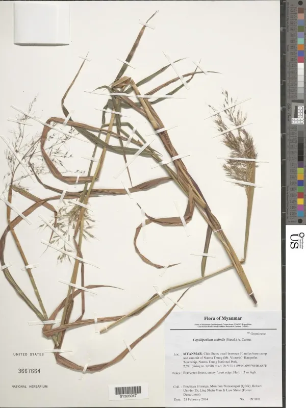 Capillipedium assimile