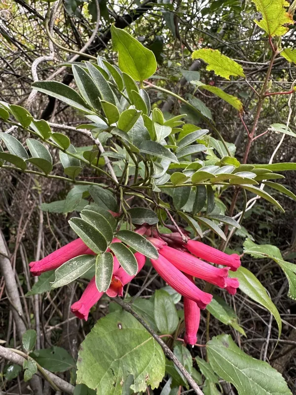 Campsidium valdivianum