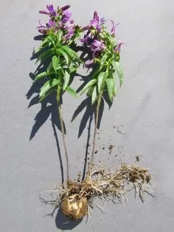 Cyphia erecta