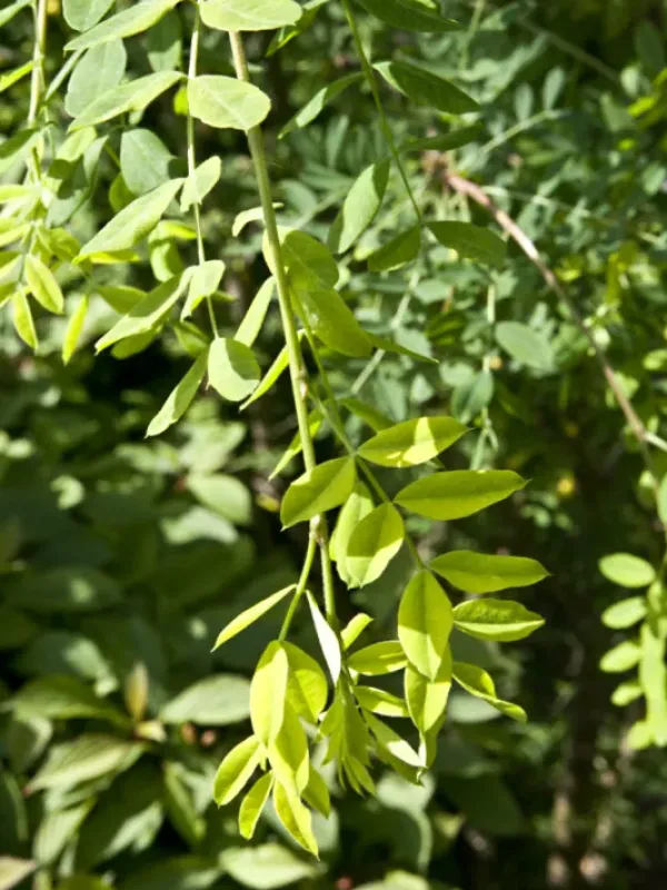 Caragana franchetiana