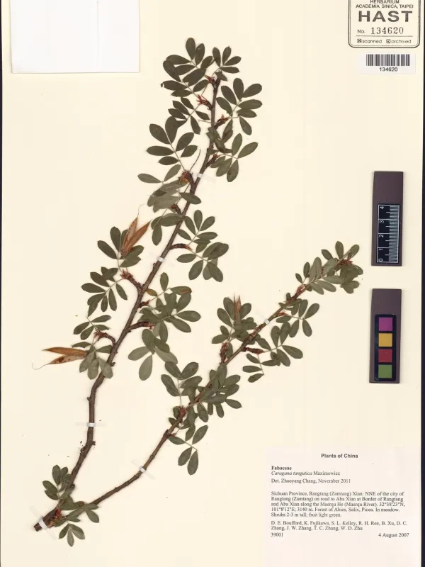 Tangut pea shrub