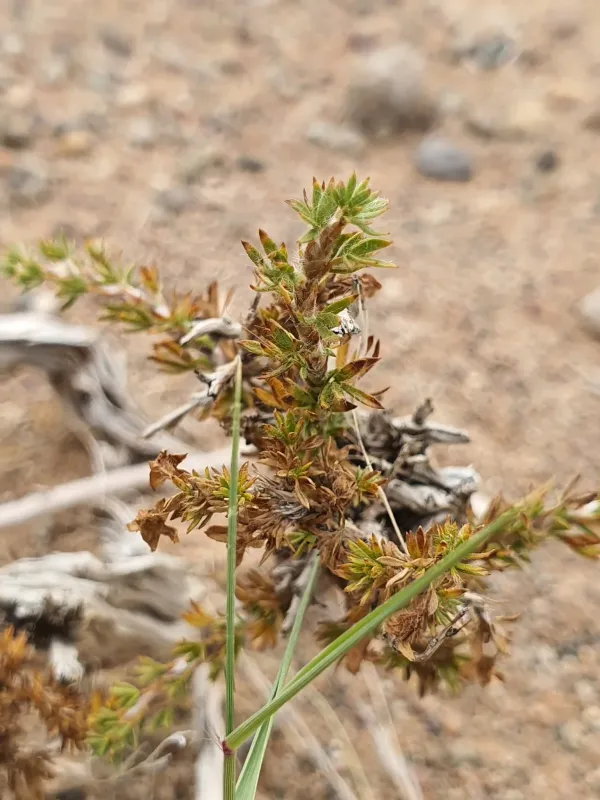 Tibetan caragana