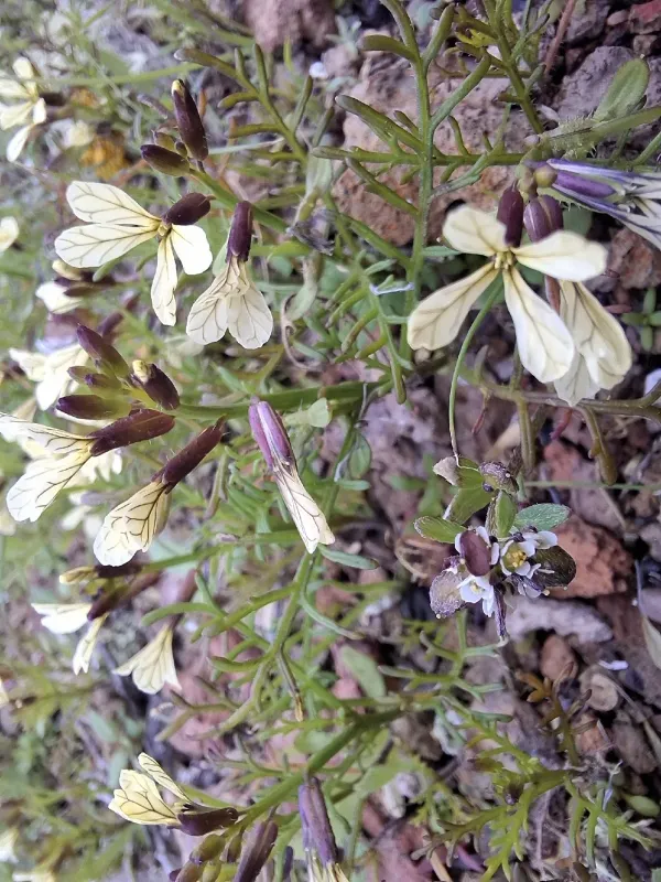 Carrichtera annua