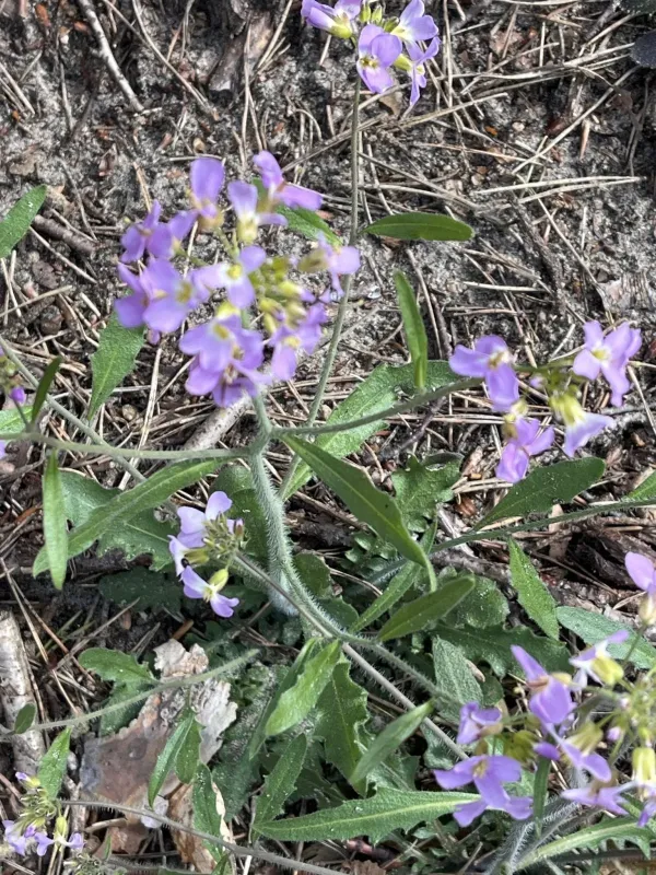Sand rockcress