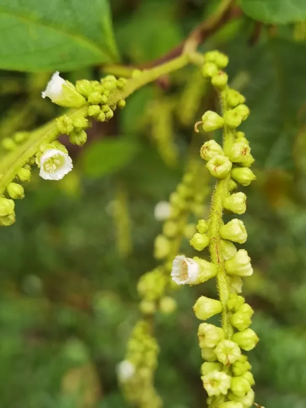 Cordia spinescens
