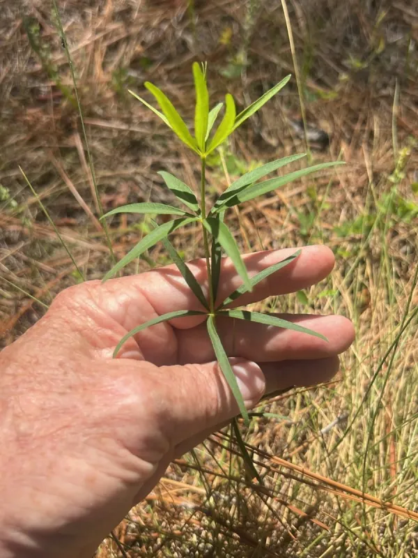 Coreopsis major
