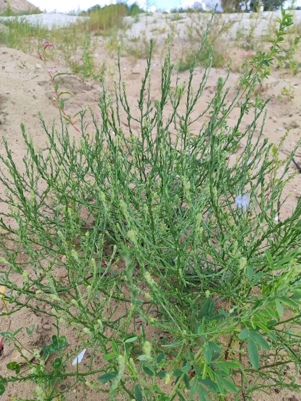 Corispermum hyssopifolium
