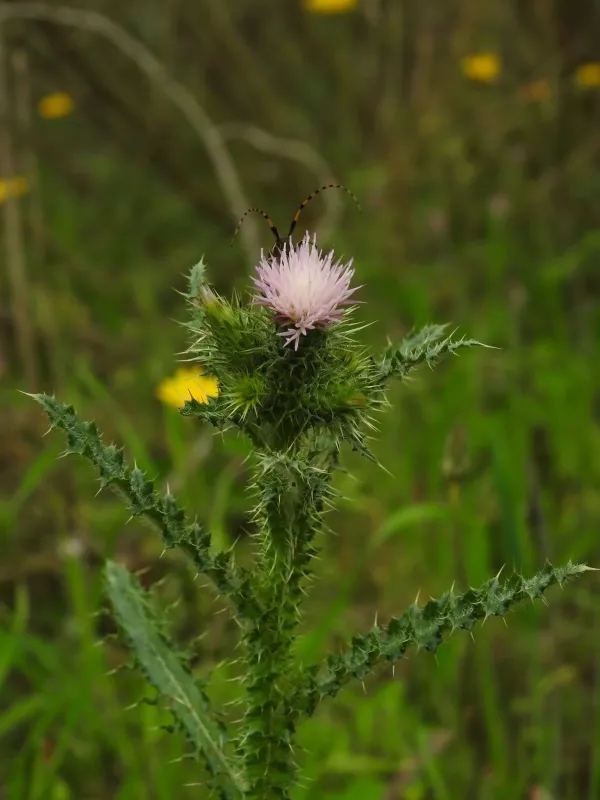 Carduus meonanthus