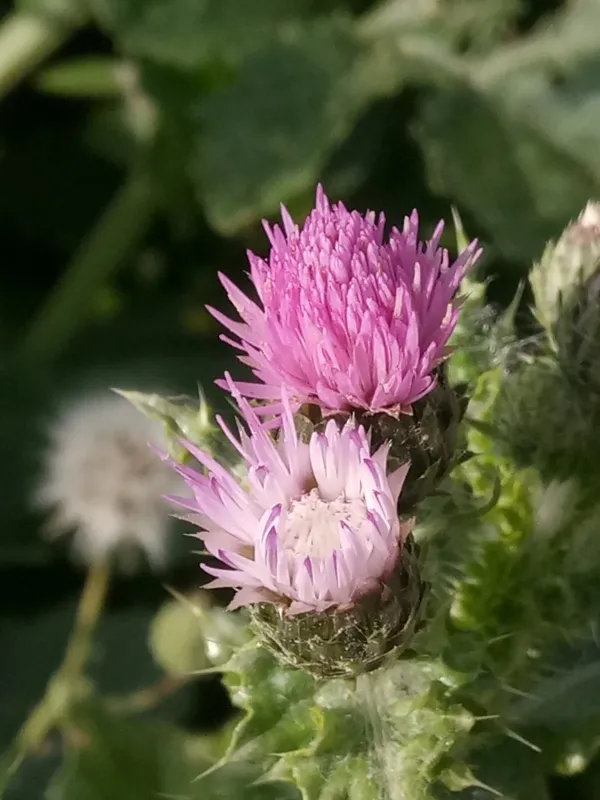Spach's Thistle