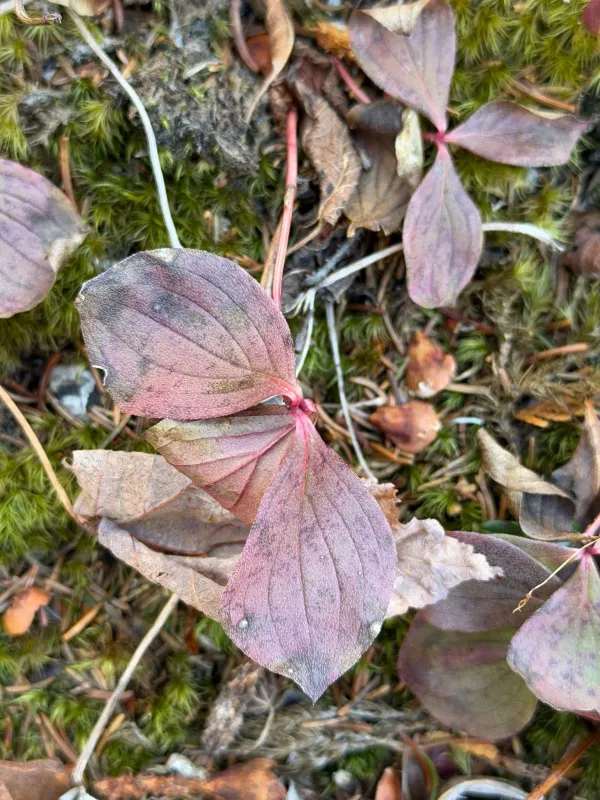 Canadian bunchberry