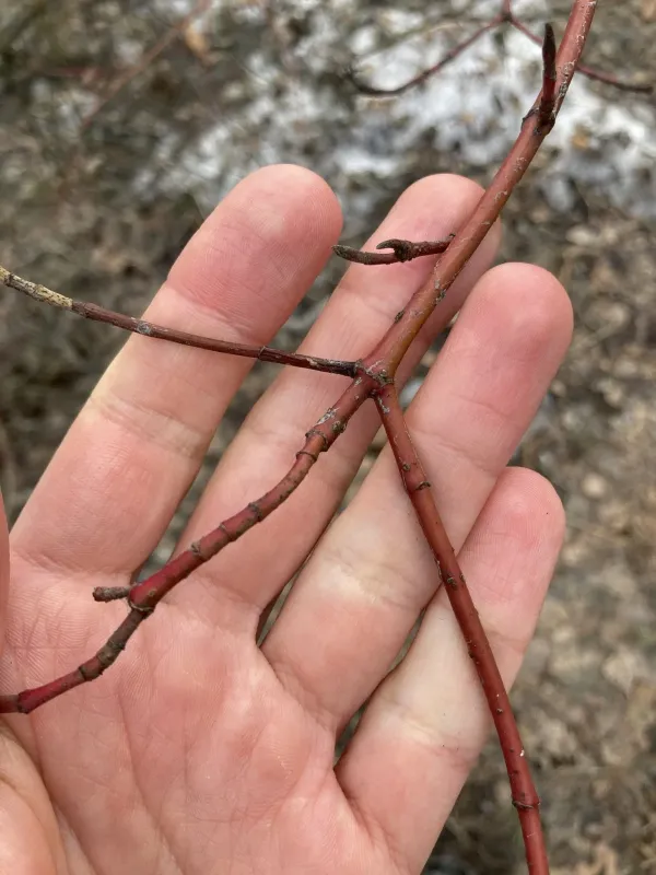 Hesse's dogwood