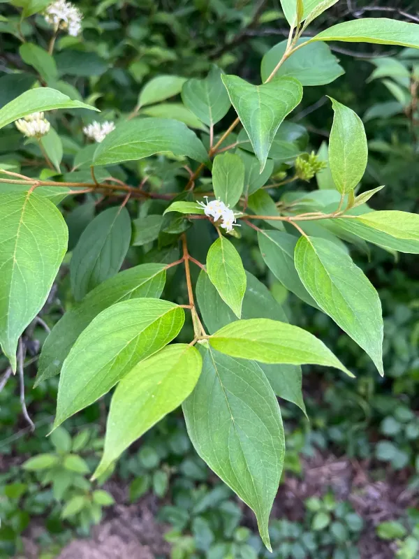 Cornus obliqua