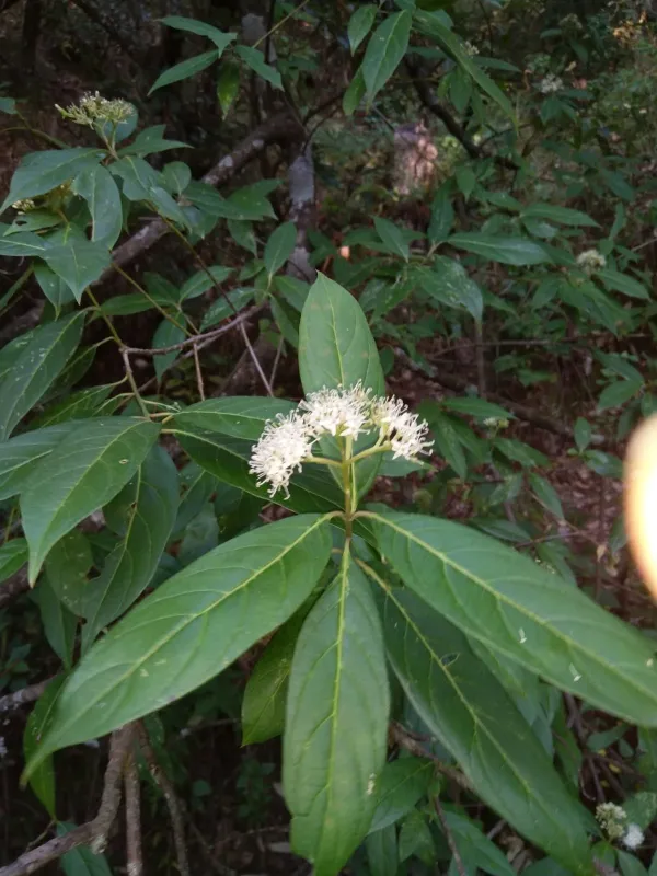 Himalayan dogwood