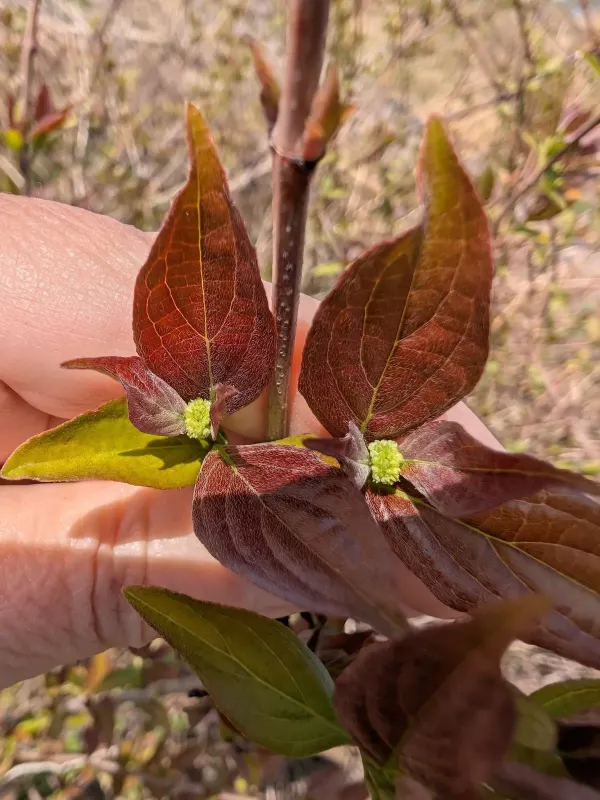 Gray dogwood