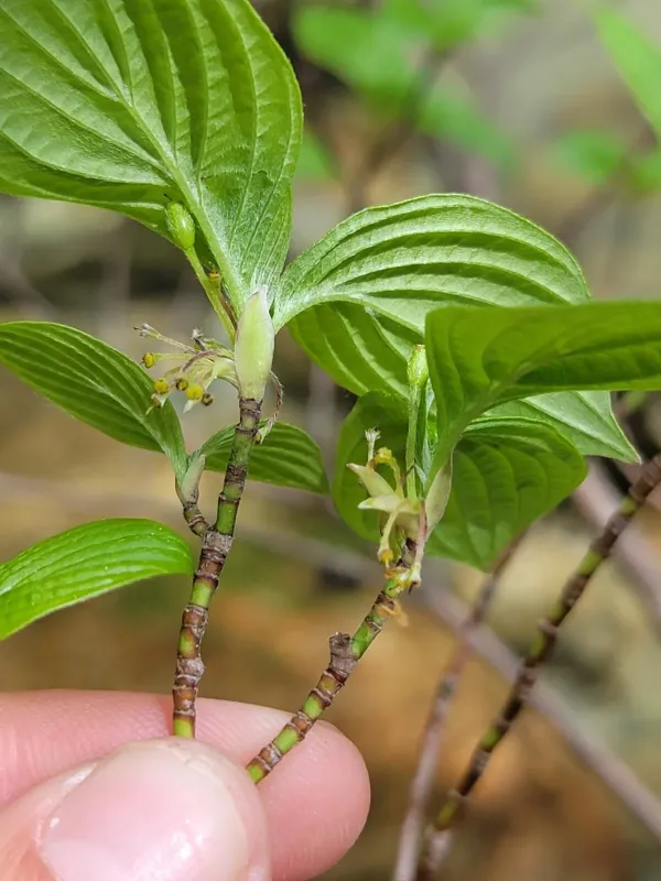 Black fruit dogwood