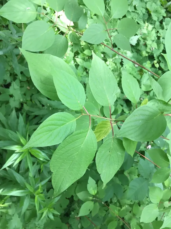 Slavin dogwood