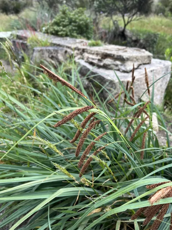 Brazilian sedge