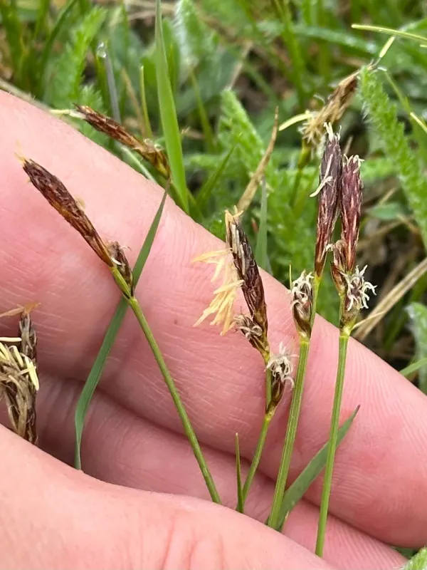 Sun-loving sedge