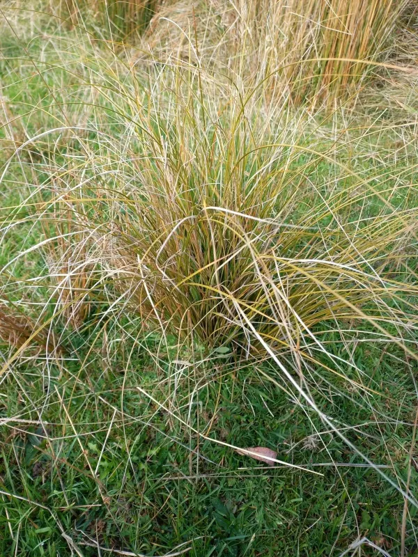 Carex flagellifera