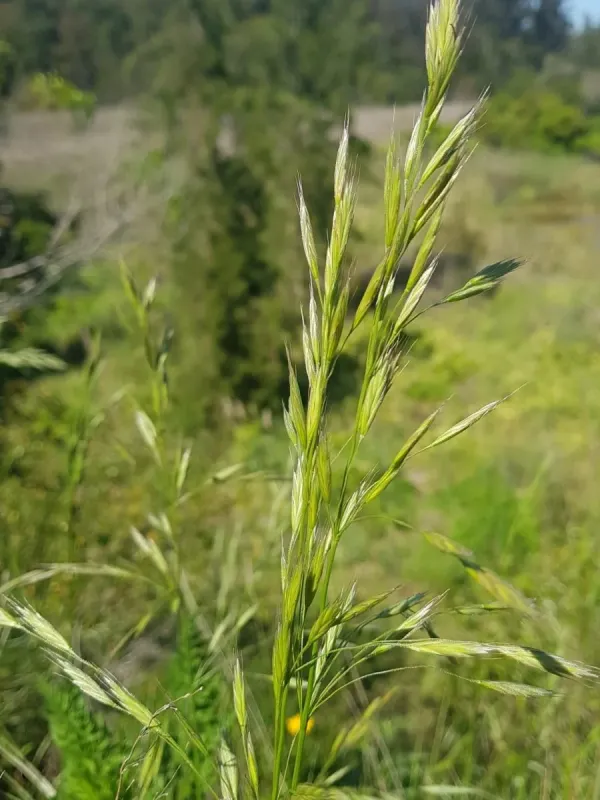 Bromus auleticus