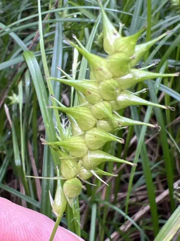 Louisiana sedge