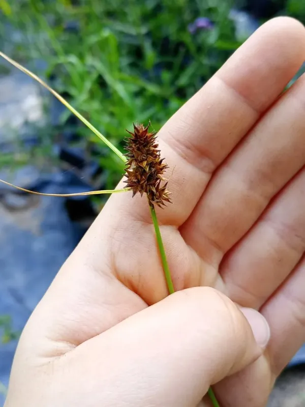 Carex sororia
