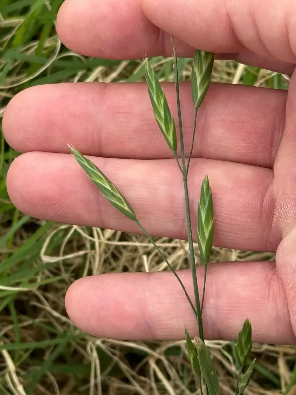 Rescue grass