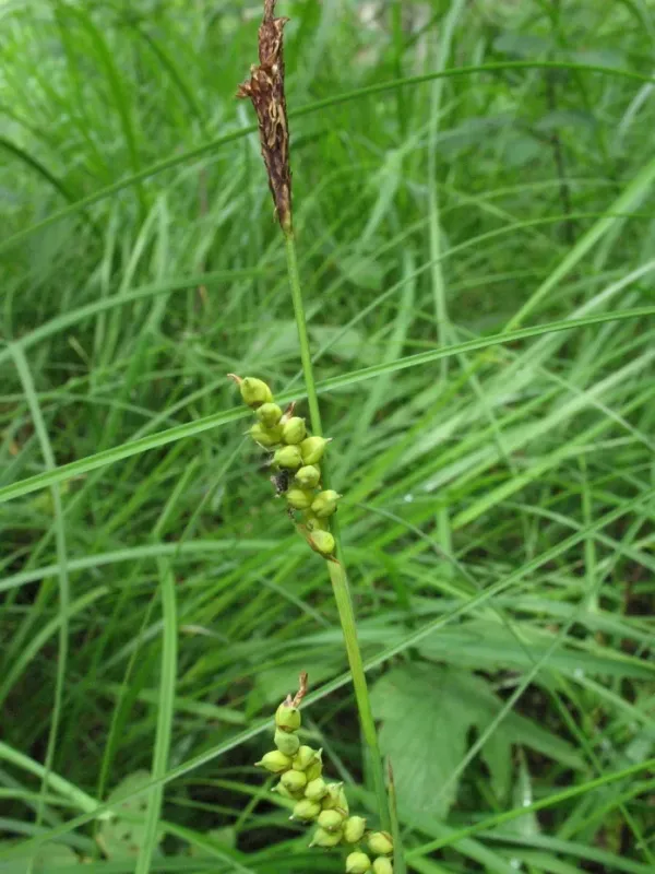 Sheathed sedge