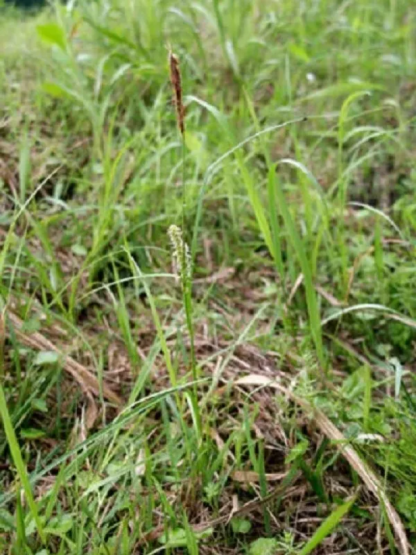 Wallich's Sedge