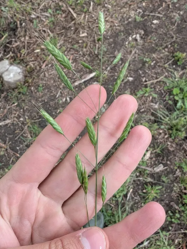 Bromus commutatus