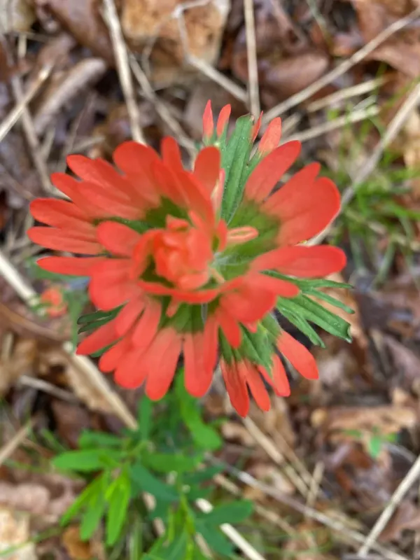 Indian paintbrush