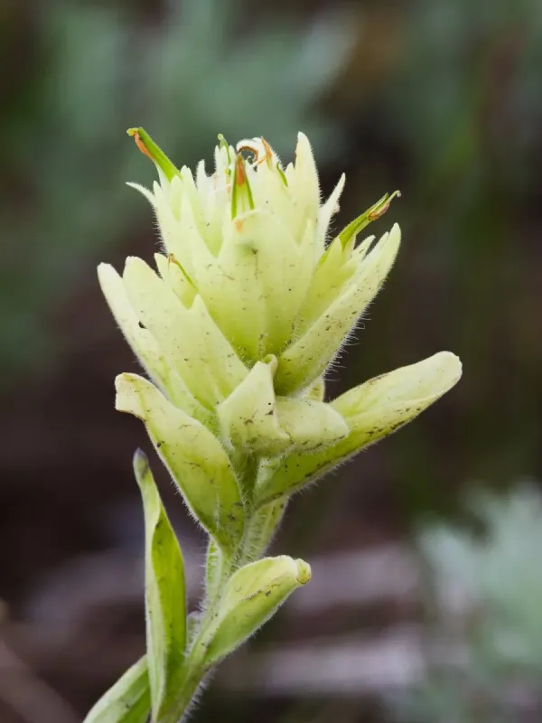 Western Indian Paintbrush