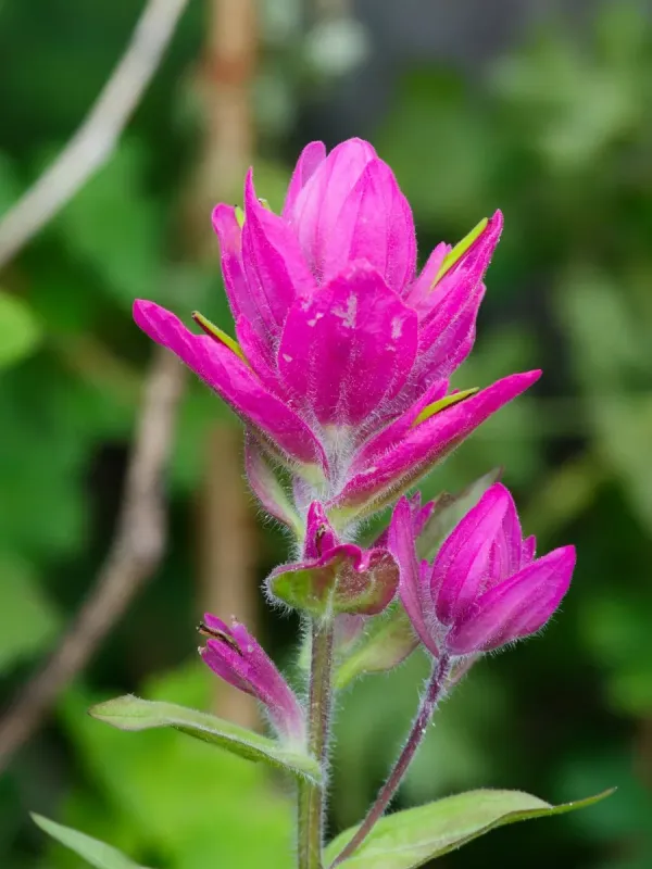 Splitleaf Indian Paintbrush