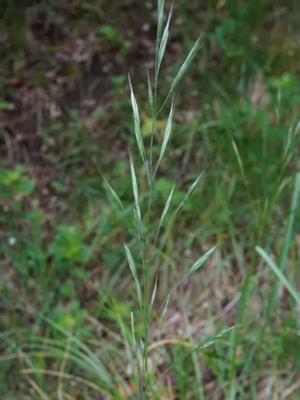Upright brome