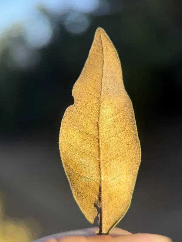 Golden chinkapin